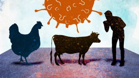 Prenos vtáčej chrípky na kravy a ľudí: ako je nebezpečný a čo za ním stojí? (Špeciálny report)