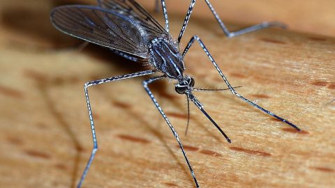 J. Jakubkovič: Situácia s komármi v Devíne a Devínskej Novej Vsi je alarmujúca